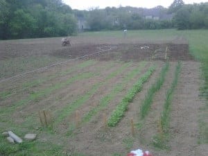 Farm-2010-04-20 turnips, garlic and onions in the foreground tiller and human labor in the background