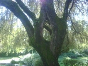 IMG01355-20100918-1257 praying hands of a weeping willow