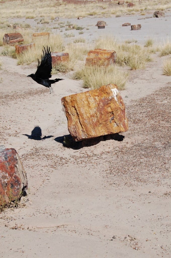 petrified tree * raven flight * shadow story